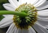 Leucanthemum vulgare