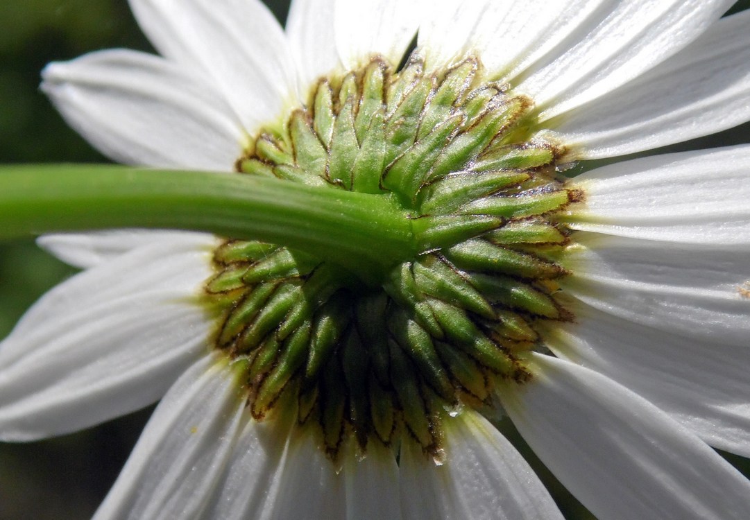 Изображение особи Leucanthemum vulgare.