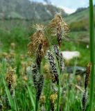 Carex orbicularis