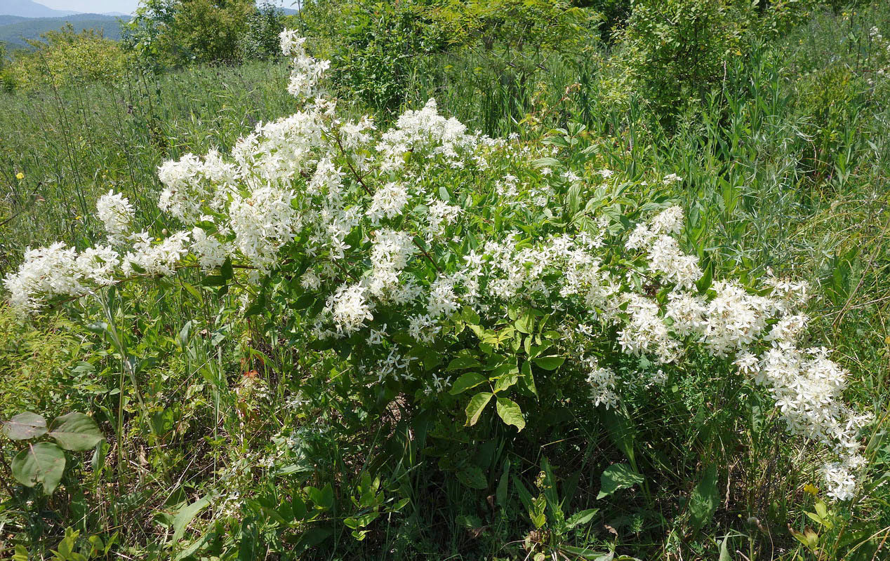 Изображение особи Clematis mandshurica.