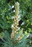 Pinus parviflora. Побеги с микростробилами. Московская обл., в культуре. 31.05.2016.