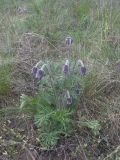 Pulsatilla pratensis