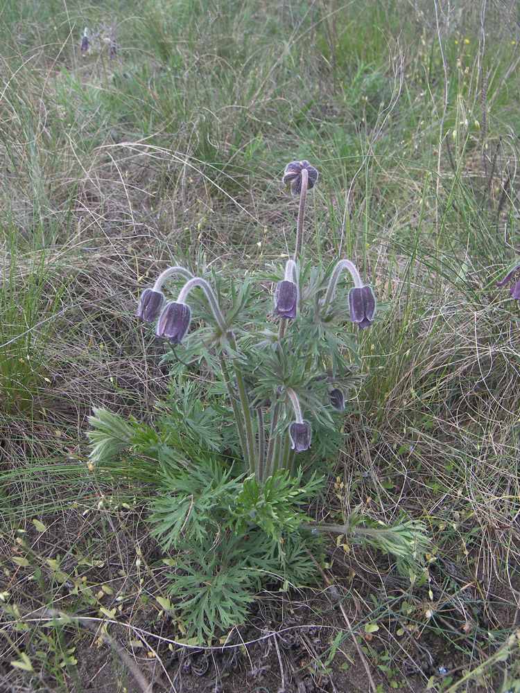 Изображение особи Pulsatilla pratensis.