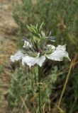 Nigella arvensis. Цветок. Крым, Черноморский р-н, окр. с. Знаменское, городище Беляус, у тропы в степи. 19 июня 2016 г.