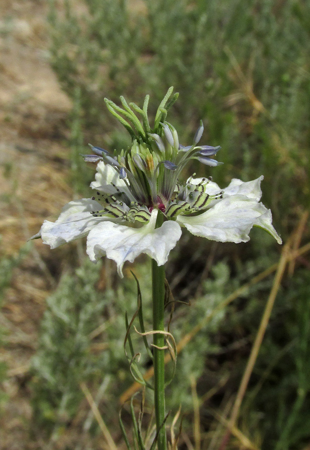 Изображение особи Nigella arvensis.