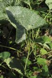 Phlomoides hybrida. Прикорневой лист. Крым, Тарханкутский п-ов, балка Большой Кастель, дно балки с рудеральной растительностью на месте бывшего палаточного лагеря. 27 июня 2016 г.