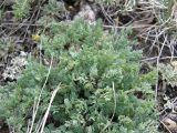 Thalictrum petaloideum