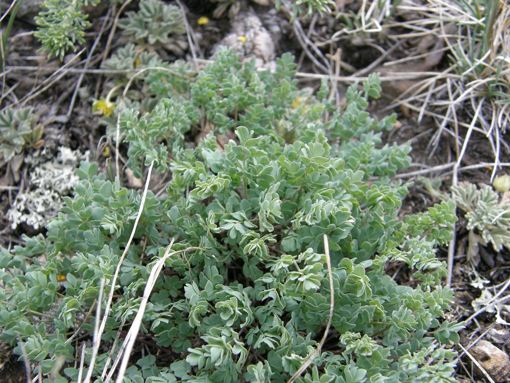 Image of Thalictrum petaloideum specimen.
