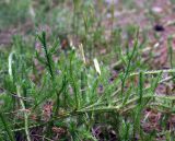 Lycopodium clavatum