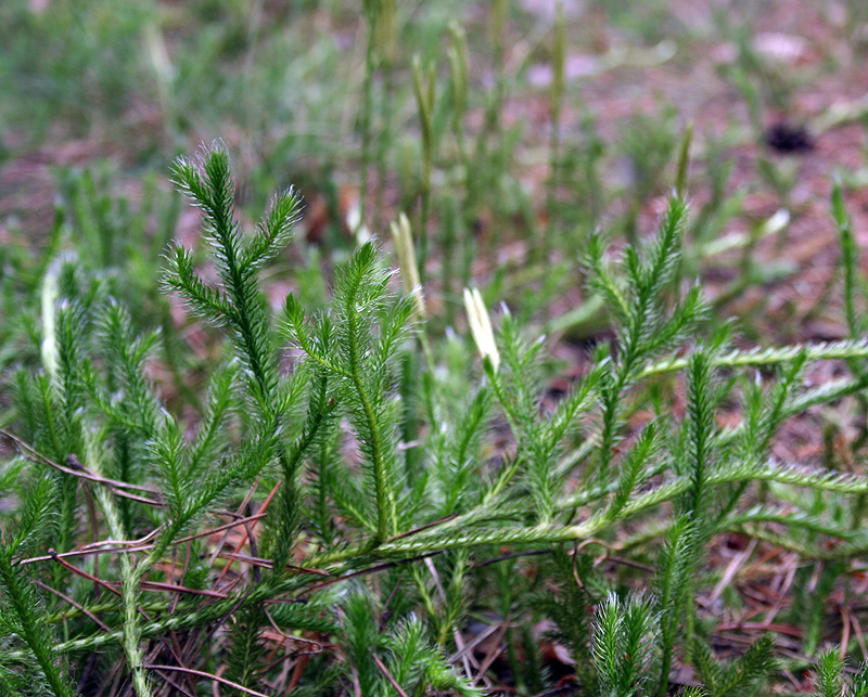 Изображение особи Lycopodium clavatum.