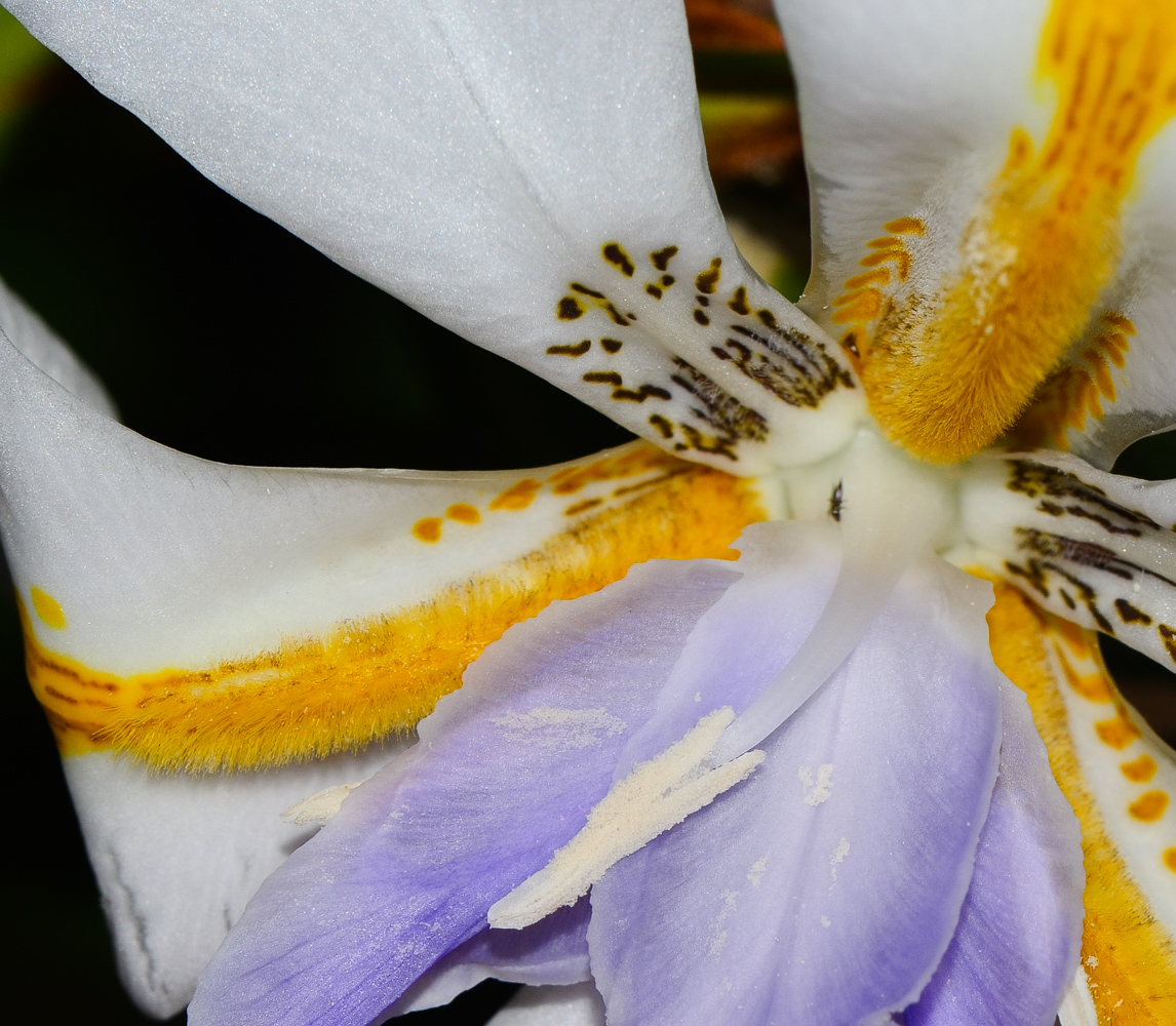 Изображение особи Dietes grandiflora.