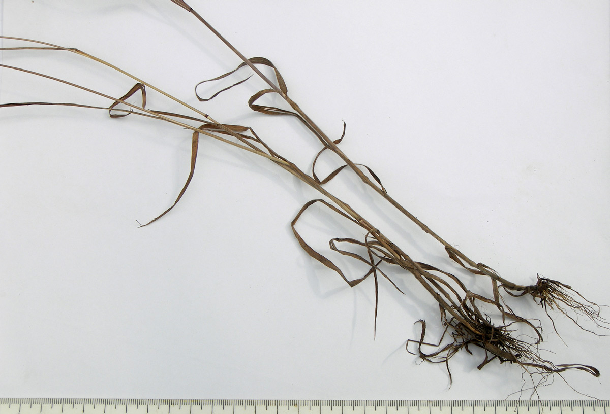 Image of Bromus japonicus specimen.