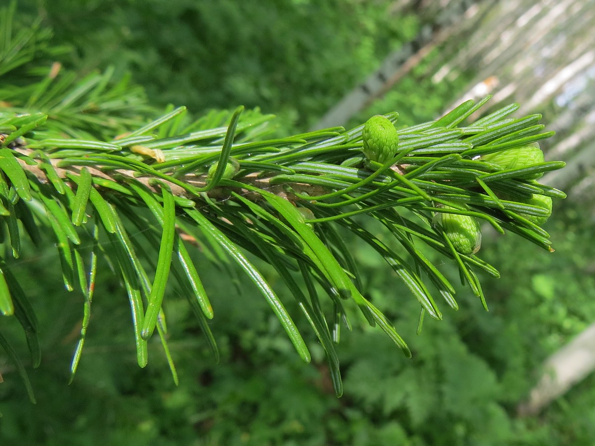 Изображение особи Abies sibirica.