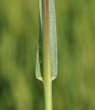 Image of taxon representative. Author is Роланд Цандекидис