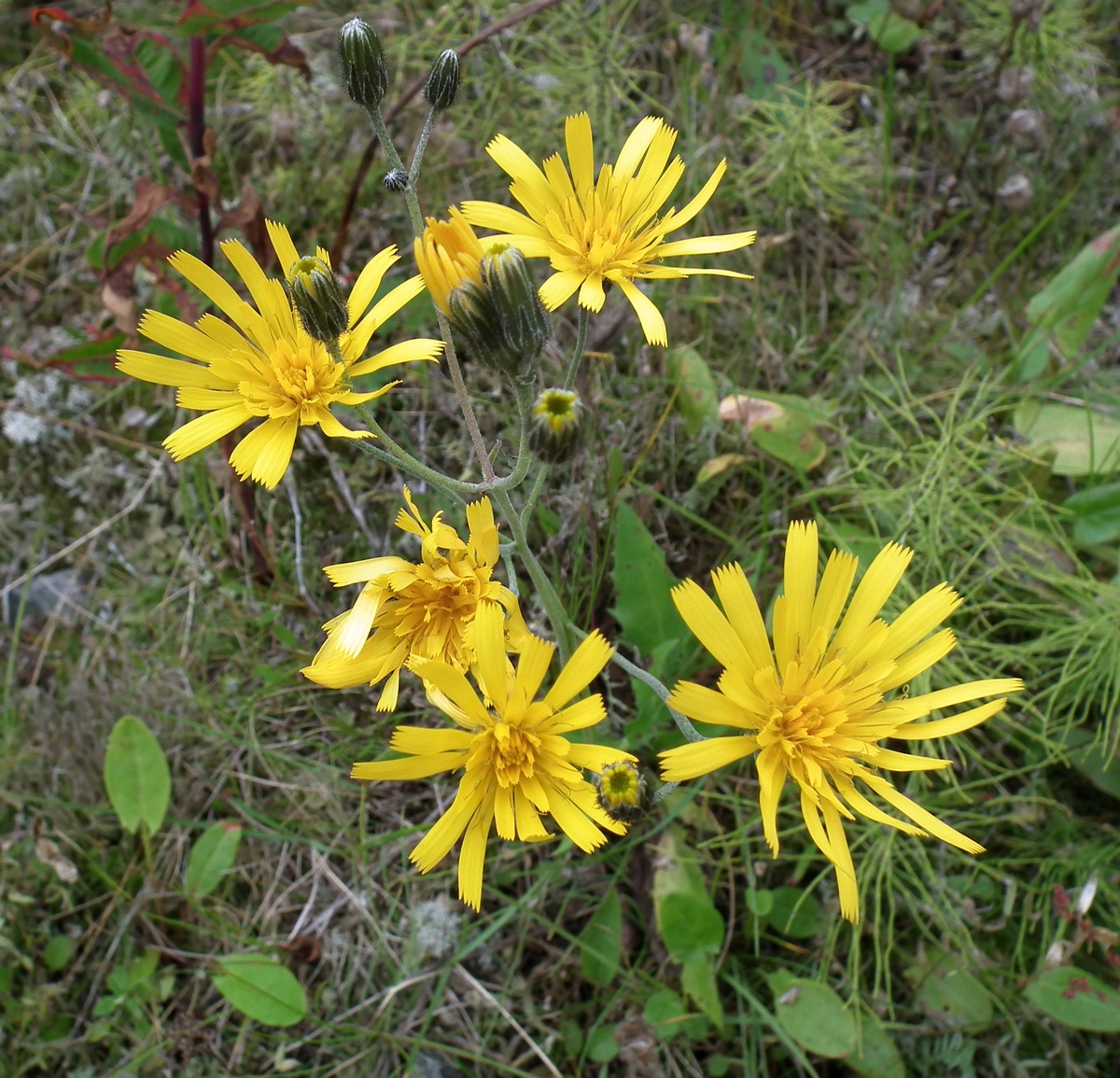 Image of genus Hieracium specimen.