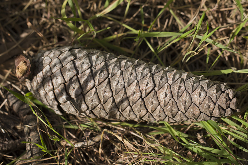 Image of Pinus pinaster specimen.