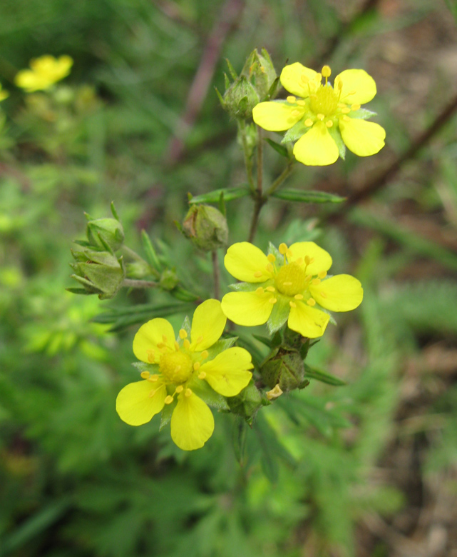 Изображение особи Potentilla argentea.