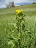 Sisymbrium loeselii