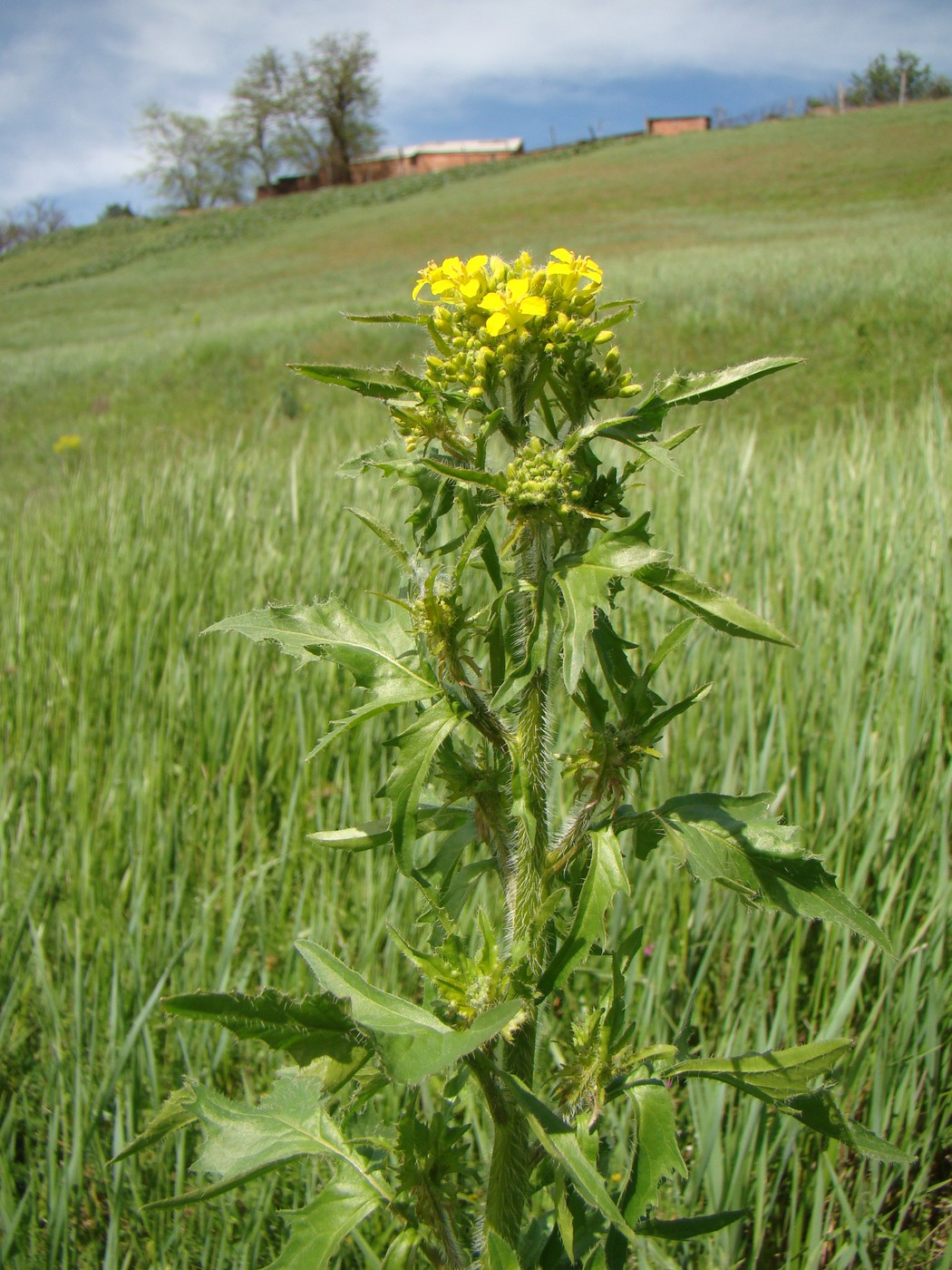 Изображение особи Sisymbrium loeselii.