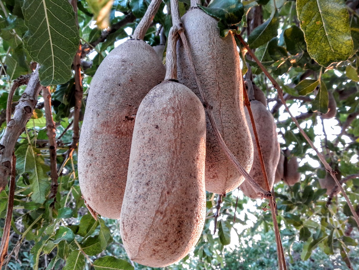 Image of Kigelia pinnata specimen.