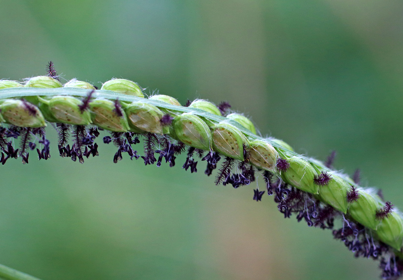 Image of Paspalum dilatatum specimen.