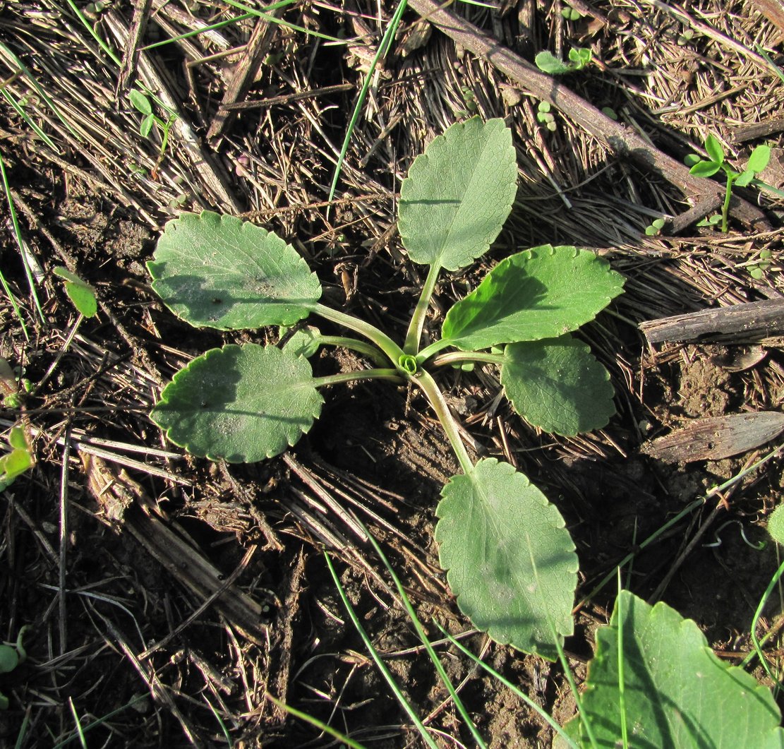 Image of Eryngium campestre specimen.