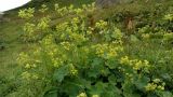 genus Alchemilla. Цветущее растение. Краснодарский край, Адлерский р-н, окр. пос. Красная Поляна, гора Аибга, пик Чёрная Пирамида, ≈ 2000 м н.у.м., альпийский луг. 19.09.2016.