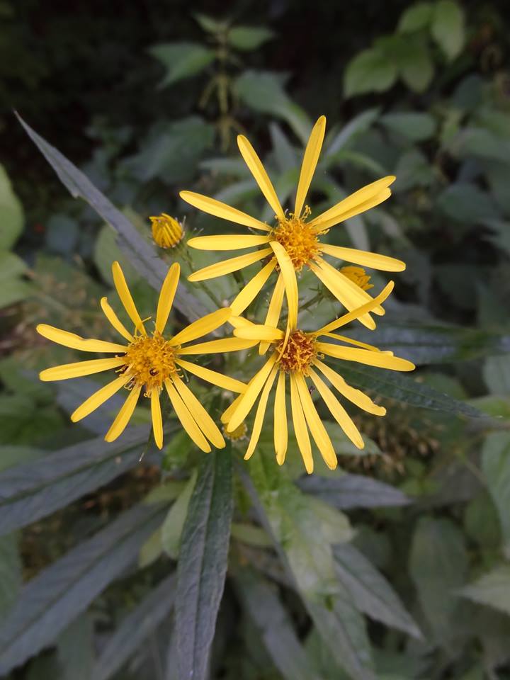 Изображение особи Senecio sarracenicus.