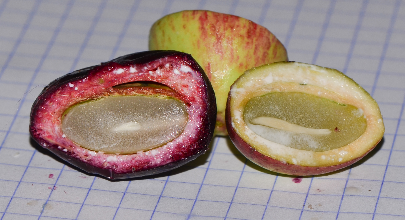Image of Acokanthera oblongifolia specimen.
