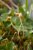 Polytrichastrum alpinum