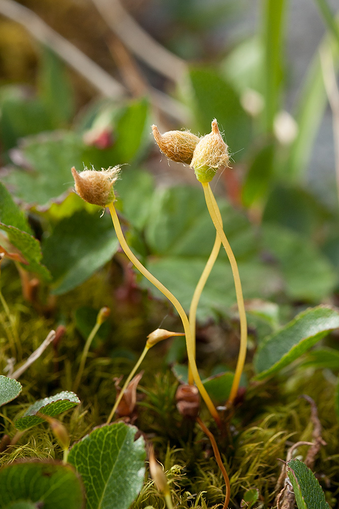 Изображение особи Polytrichastrum alpinum.