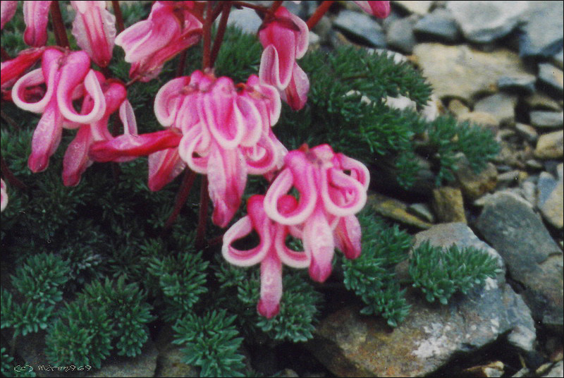 Изображение особи Dicentra peregrina.