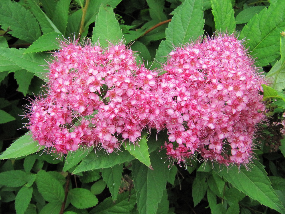 Изображение особи Spiraea japonica.