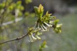 Lonicera stenantha