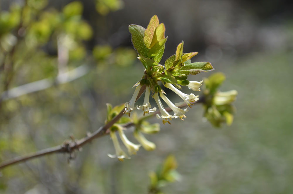 Изображение особи Lonicera stenantha.