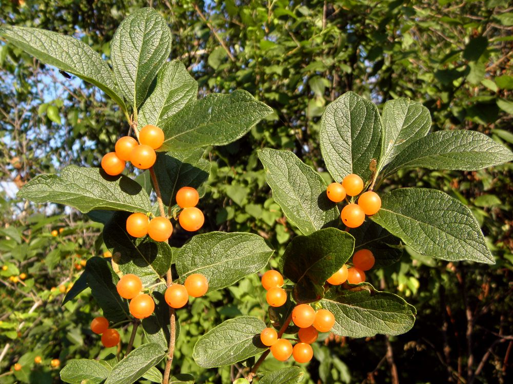 Изображение особи Lonicera ruprechtiana.