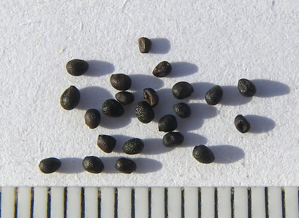 Image of Dicranostigma franchetianum specimen.