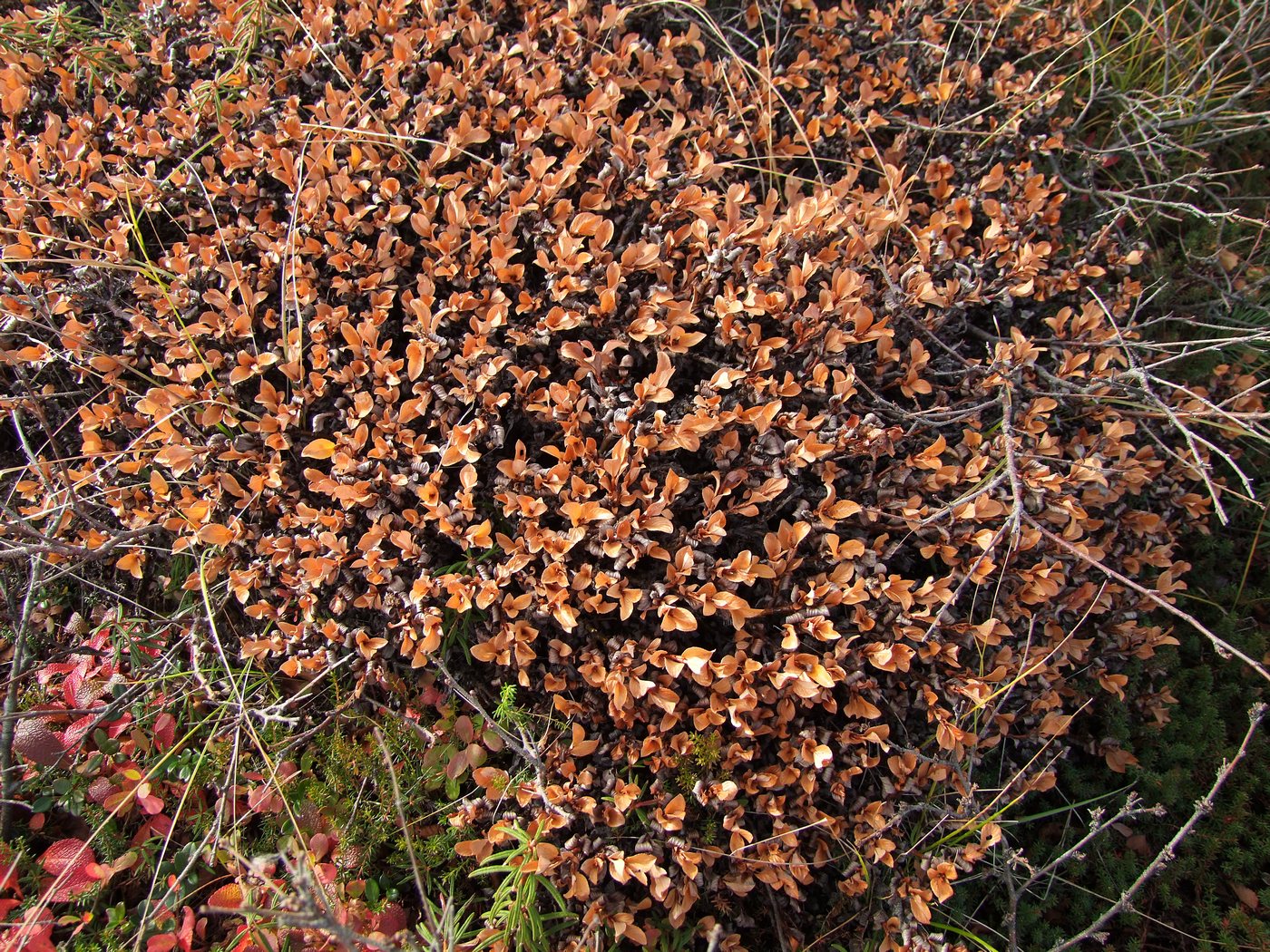Изображение особи Salix khokhriakovii.