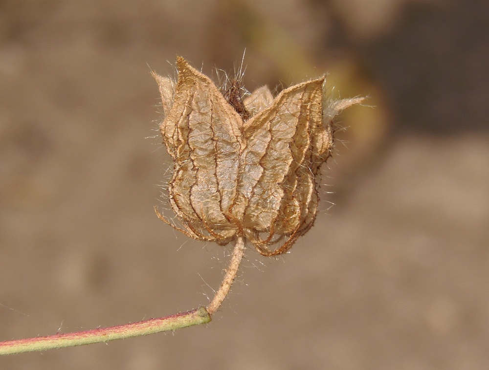 Изображение особи Hibiscus trionum.