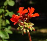 Pelargonium hortorum