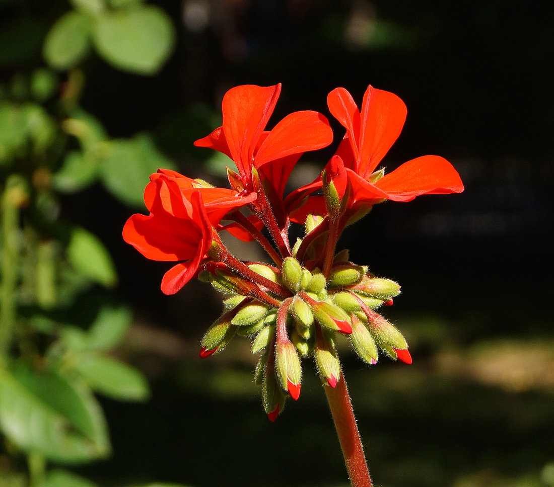 Изображение особи Pelargonium hortorum.
