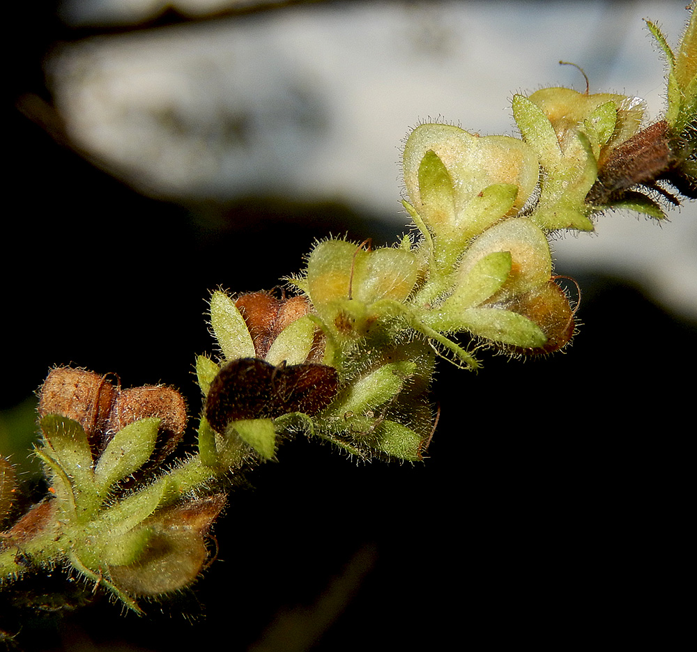 Image of Veronica officinalis specimen.