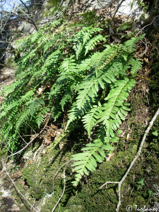 Image of Polypodium interjectum specimen.