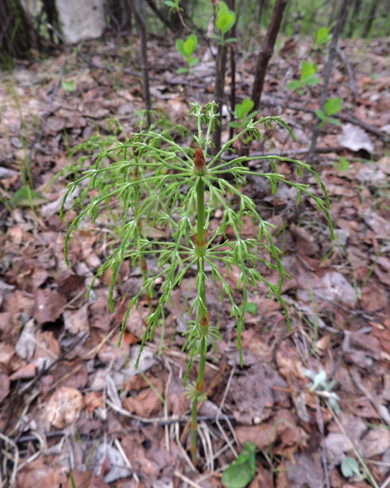 Изображение особи Equisetum sylvaticum.