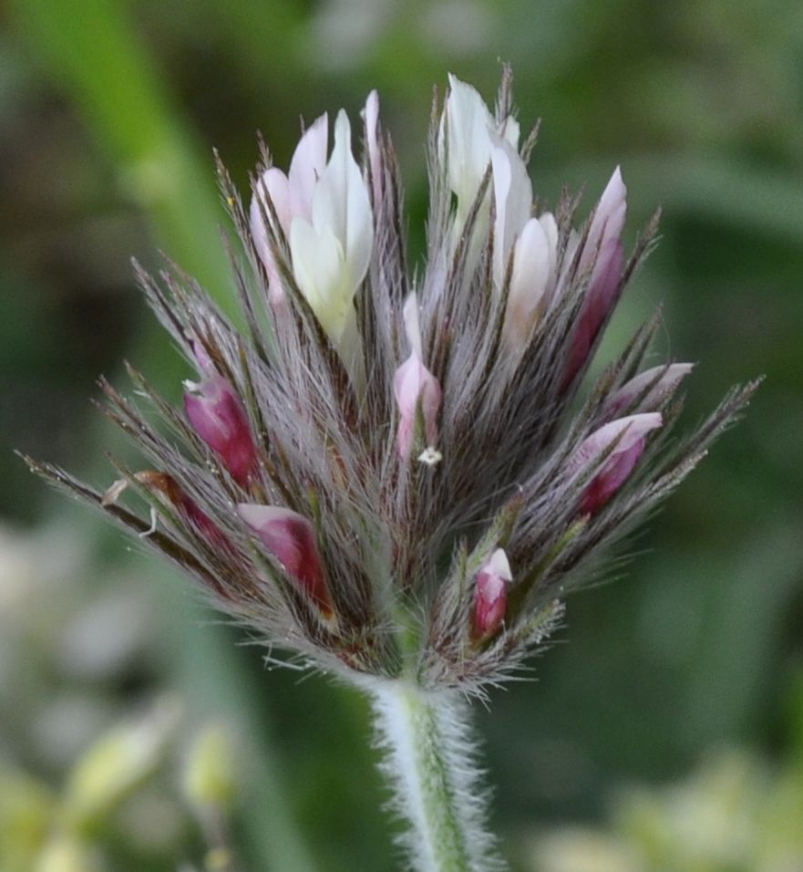 Image of Trifolium stellatum specimen.
