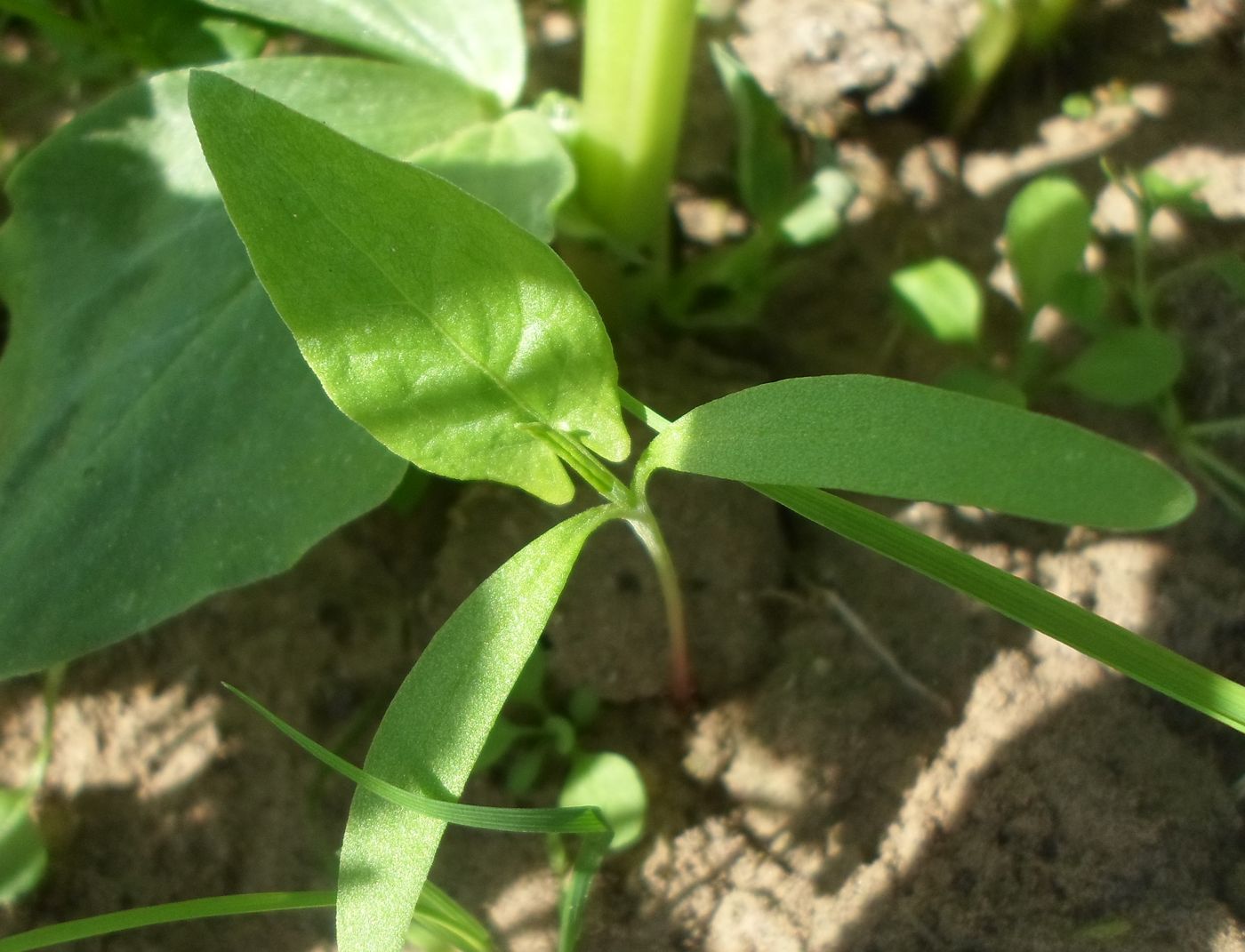 Image of Rumex acetosa specimen.