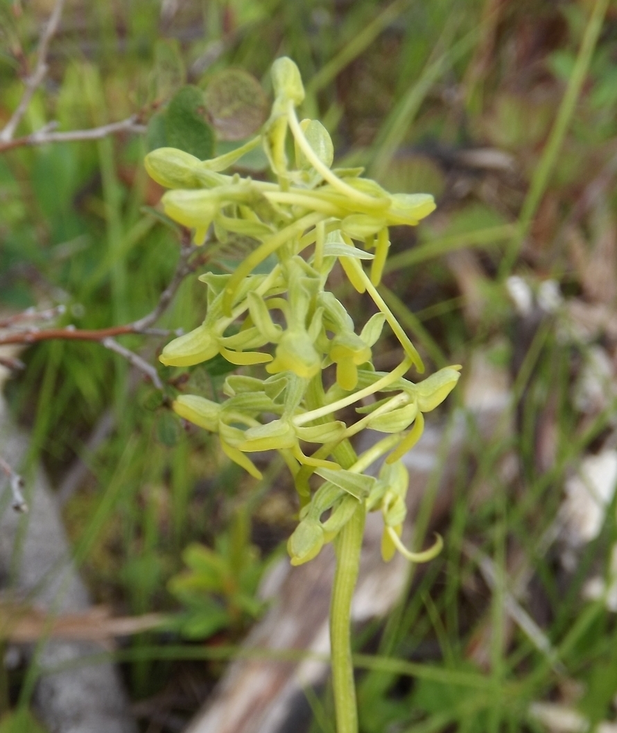 Image of Platanthera tipuloides specimen.