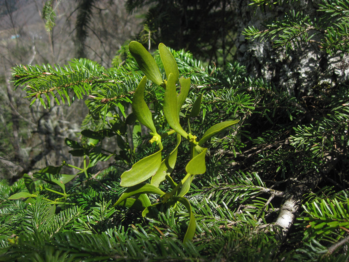 Image of Viscum abietis specimen.