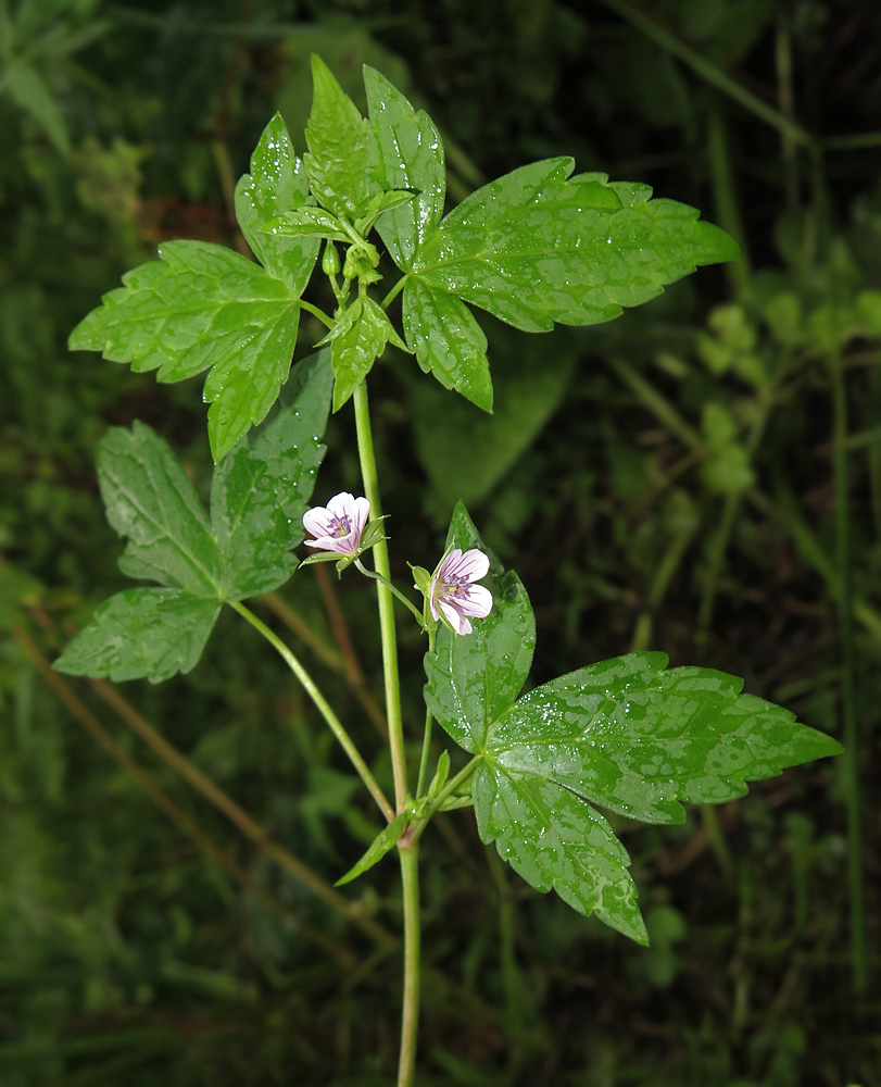 Изображение особи Geranium wilfordii.