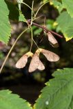 Acer glabrum. Соплодие. Санкт-Петербург, Ботанический сад БИН РАН, в культуре. 30.09.2016.